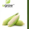 White Corn Seeds