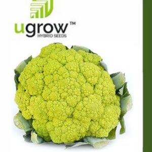 Cauliflower Green