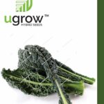 Kale Black F1 Hybrid Seeds for Vegetable