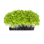 Cabbage Green Sun Microgreen 50 gram
