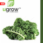 Curly Kale F1 Hybrid Seeds  (केल के बीज)