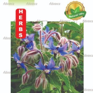 Borage