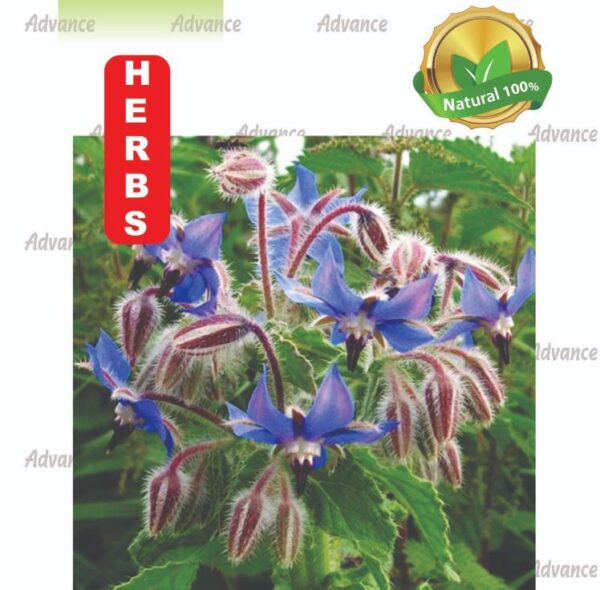 Borage