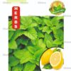 Lemon Balm