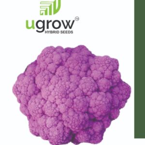 cauliflower purple