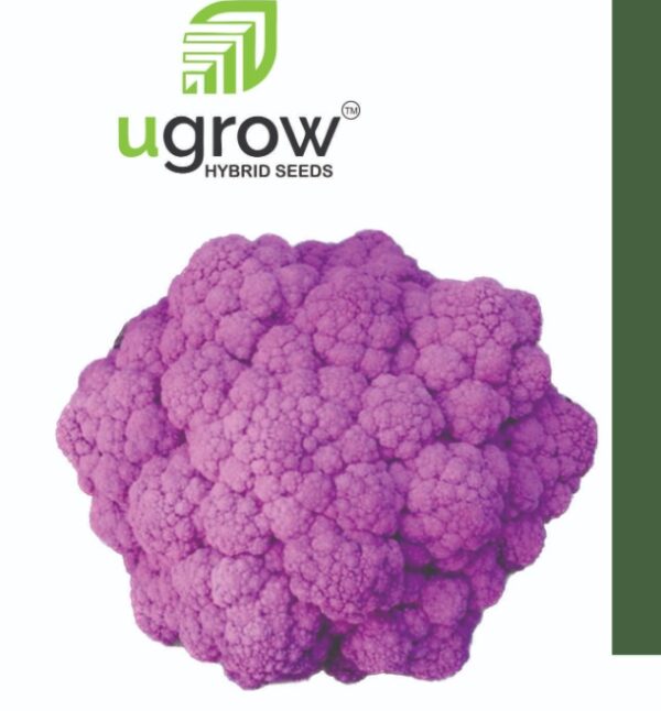 cauliflower purple