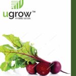 Beet Root F1 Hybrid - Vegetable Seeds