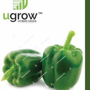 capsicum green