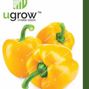 Capsicum Yellow