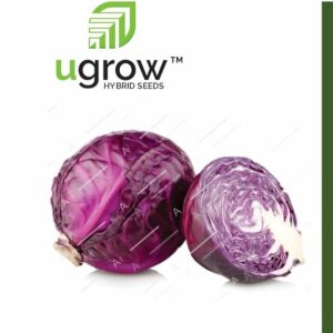 Red cabbage