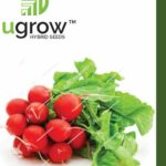RADISH RED ROUND