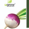 Turnip Purple Top Seeds