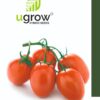 Tomato Ablong F1 Hybrid Seeds