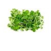 Pak Choi Microgreen Seeds 50 gram
