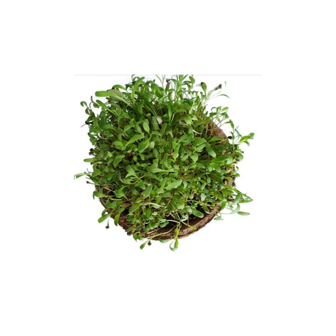 Spinach Microgreen Seeds 150 gram