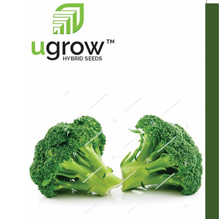 Broccoli F1 Hybrid Seeds - Ugrow Seeds