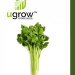 Celery Imp Seeds
