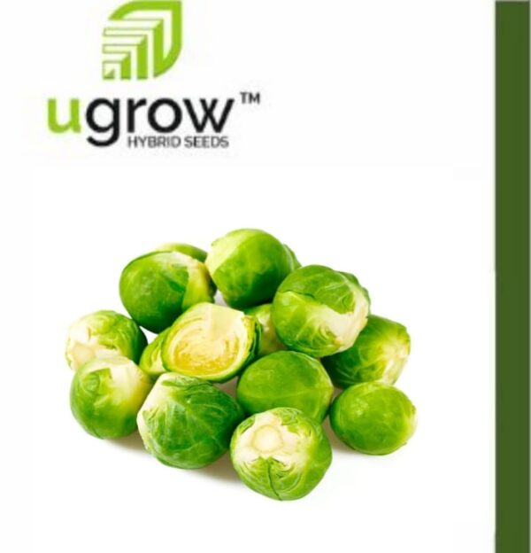 Brussel Sprouts