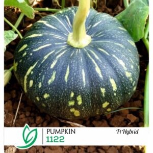 Pumpkin 1122 F1 Hybrid