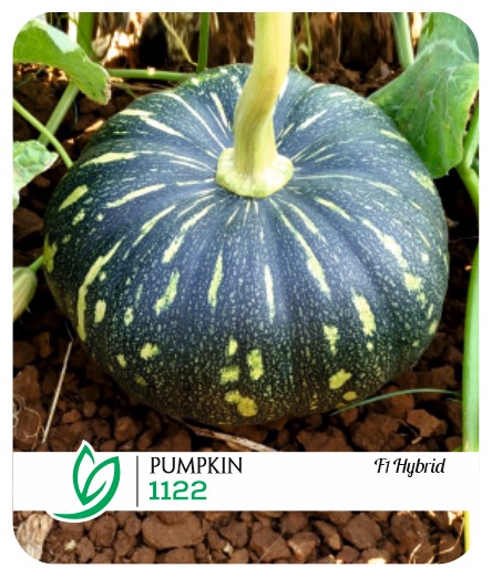 Pumpkin 1122 F1 Hybrid