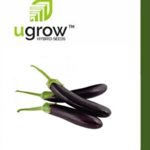 Brinjal Long Black Summer Hybrid Vegetable Seeds