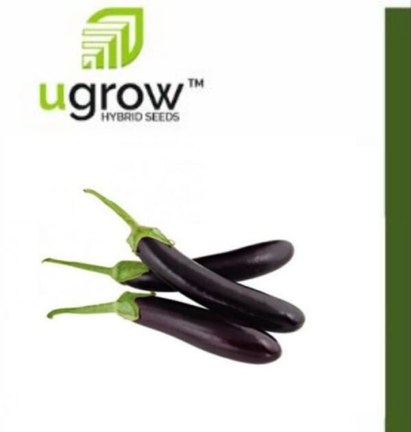 Brinjal Long Black Summer Hybrid Vegetable Seeds