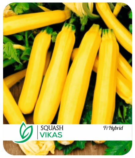 Squash Vikas F1 Hybrid