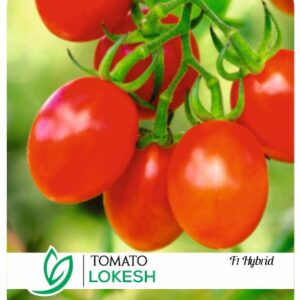 Tomato Lokesh F1 Hybrid