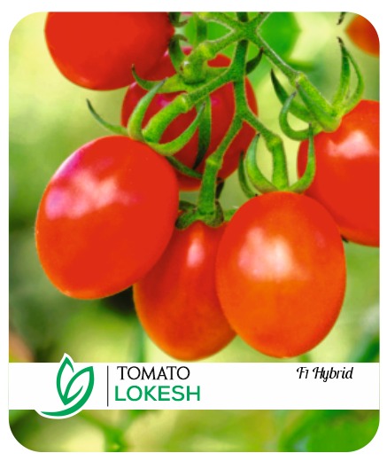 Tomato Lokesh F1 Hybrid