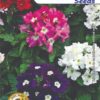 Verbena Flower Seeds
