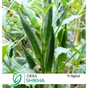 Okra Shikha