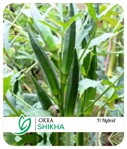 Okra Shikha