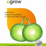 Bottle Gourd Round Vegetable Seeds
