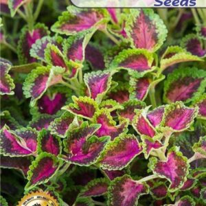 Coleus Rainbow Mixed Color - Foliage Plant Seeds