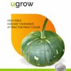 Pumpkin Green Vegetable Seeds