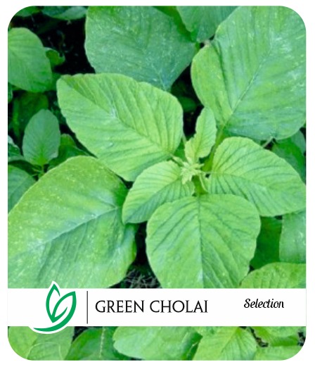 Green Cholai Selection