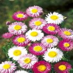 Acroclinium Mix Flower Seeds (Hybrid)