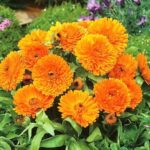 Calendula Orange Hybrid Flower Seeds