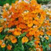 Nemesia Hybrid Flower Seeds