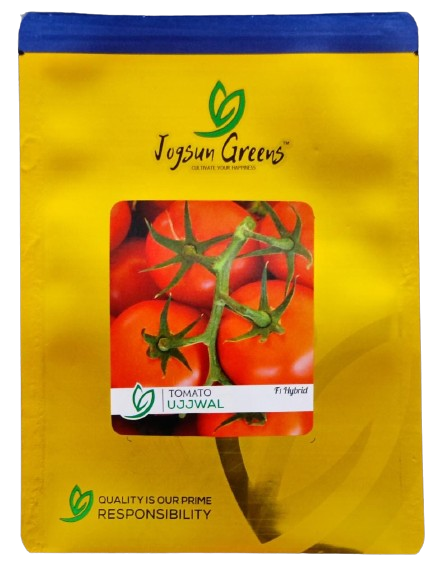 Tomato Ujjwal F1 Hybrid