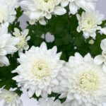 Chrysanthemum White Flower Seeds (Hybrid)
