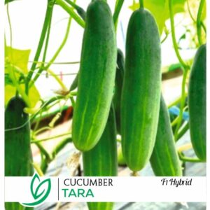 Cucumber Tara F1 Hybrid