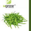 Gwar Hybrid Seeds
