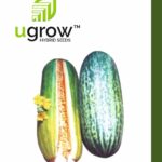 Foot Kachri Summer Hybrid Vegetable Seeds