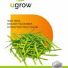 Gwar Desi Vegetable Seeds