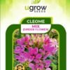 Cleome (Spider Flower) Seeds (Hybrid)