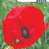 Poppy Shirley/Red Flower Seeds