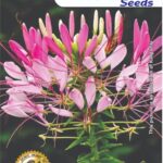 Cleome Mix Flower Seeds