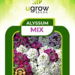 Alyssum Mix Flower Seeds(Hybrid)