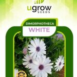 Dimorphotheca White Flower Seeds (Hybrid)